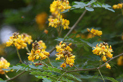 Caesalpinia ferrea